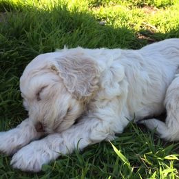 Australian Labradoodle Puppies from Texas Labradoodles