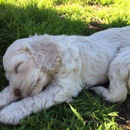 Australian Labradoodle Puppies from Texas Labradoodles