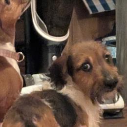 Judge - Dachshund