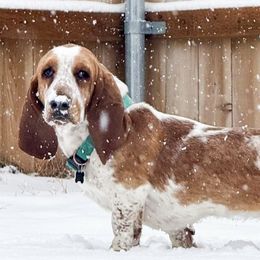 Basset Hounds and Cocker Spaniels from Aylor Farm Puppies