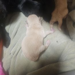 Cream male - Cream male Schipperke puppy in Randsburg, California from Light's Family Farm & Schipperke Ranch