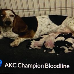 Basset Hound Puppies from 5th Day Farm