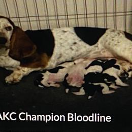 Basset Hound Puppies from 5th Day Farm