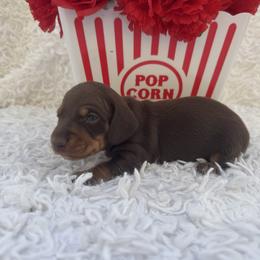 Beans - Chocolate and tan female Dachshund puppy in Colbert, Oklahoma from Brooke Crenshaw