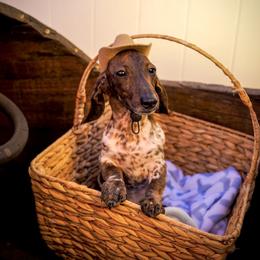 Beetee - Piebald male Dachshund puppy in Temecula, California from Naomi Magee's Dachshund Kennel