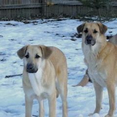 Chinook All Grown Up from Granite Hill Chinooks