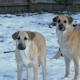 Chinook All Grown Up from Granite Hill Chinooks