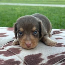 Spades - Chocolate and tan male Dachshund puppy in Oklahoma from Rockin’ S Kennel