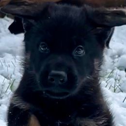 German Shepherd Puppies from Shadow Wraith German Shepherds