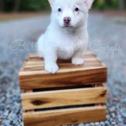 Lassie - Sable merle and white female American Corgi puppy in Cameron, North Carolina from Butts Family Corgis