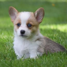 Echo - Red female Pembroke Welsh Corgi puppy in Morgantown, Pennsylvania from GoldStar Corgis (License Number 18519)