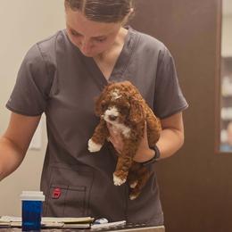 Bernedoodle, Goldendoodle, and Poodle Puppies from 4goldendoodles