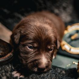 Boy 4 - male Border Collie puppy in Shelbyville, Tennessee from C Horns Ranch Border Collies