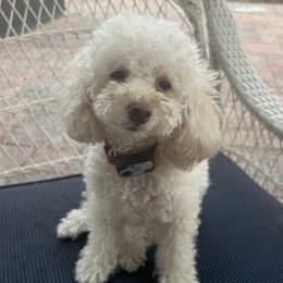 Nilla - Poodle