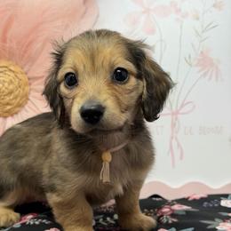 Hope- (Expectation of blessings) - Cream female Dachshund puppy in Murfreesboro, Tennessee from Kimbrie's Dream Cream Doxies