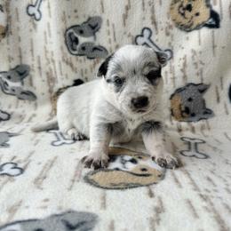 Finn - Blue male Australian Cattle Dog puppy in Olive Hill, Kentucky from Tompkins Farm