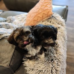 Havanese Puppies from Juniper Grove Havanese
