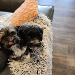 Havanese Puppies from Juniper Grove Havanese