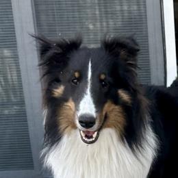 Henry - Shetland Sheepdog