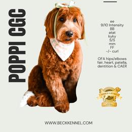 Poppi aka Lucy - Goldendoodle