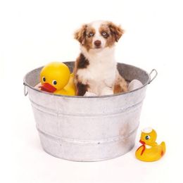 Miniature Australian Shepherds from Rocky Top Kennels