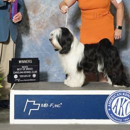 Tibetan Terriers from Halo Tibetan Terriers