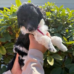 Willow - Parti female Poodle puppy in Longview, Washington from Evergreen Miniature Poodles