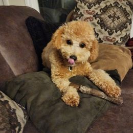 Bella - Maltipoo
