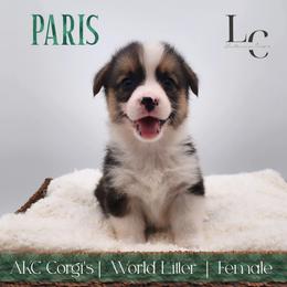 Paris - Black and tan female Pembroke Welsh Corgi puppy in Pine Village, Indiana from NL Horsemanship