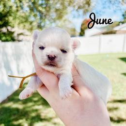June - White female Maltese puppy in Morehead, Kentucky from Paw Perfect Pets