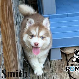 Smith - Red and white male Pomsky puppy in Eastman, Georgia from Once Upon A Pomsky