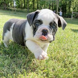 Bulldogs from Bregs Bulldogs