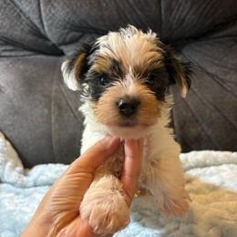 George Clooney - Parti male Yorkshire Terrier puppy in San Antonio, Texas from Sweet as dessert puppies