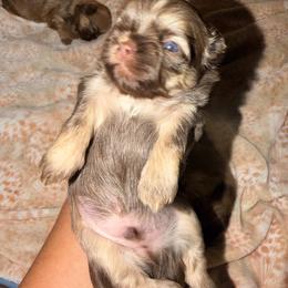 Ace - Liver male Shih Tzu puppy in Bakersfield, California from Little pumpkin Shih Tzu’s