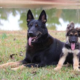 German Shepherd Puppies from Oakmont Shepherds
