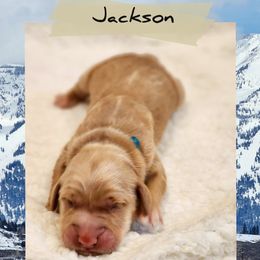 Jackson - Dark golden male Golden Retriever puppy in Shelton, Washington from Kennedy Goldens