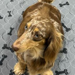 Izzy - Dachshund