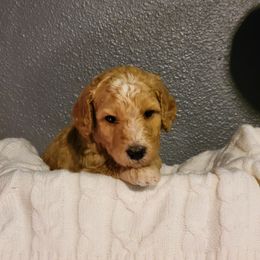 "Purple Wk4" Goldendoodle Puppies from Goldendoodle Breeder