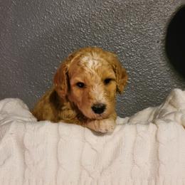 "Purple Wk4" Goldendoodle Puppies from Goldendoodle Breeder