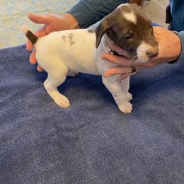 German Shorthaired Pointer Puppies from Albemarle German Shorthaired Pointers