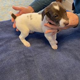 German Shorthaired Pointer Puppies from Albemarle German Shorthaired Pointers