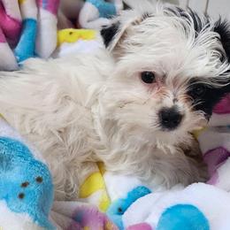 Petey - Parti male Yorkshire Terrier puppy in Tacoma, Washington from Anks Toys Yorkshire terriers