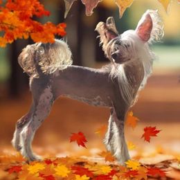 Lexi - Chinese Crested