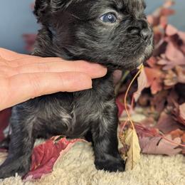 French Bulldog Puppies from Upstate Champion Kennels