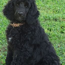 Puppy 5 (Hey) Male - Black male Poodle puppy in Crewe, Virginia from Whispering Woods Farms LLC