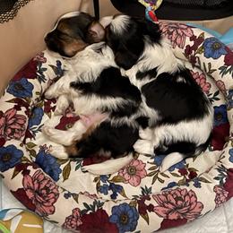 Yorkshire Terrier puppies from Rock City Yorkies