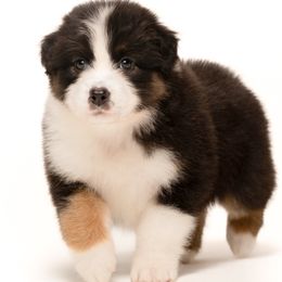 Boy 6 - male Australian Shepherd puppy in Mattawan, Michigan from EarlyUp Australian Shepherds