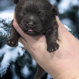 Cocoa - Brown female Shihpoo puppy in Coshocton, Ohio from Forever Family Puppies