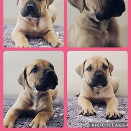 pink - Boerboel puppy from Freedom Boerboels LLC