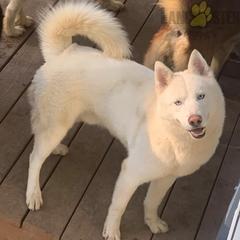 Thor - Siberian Husky